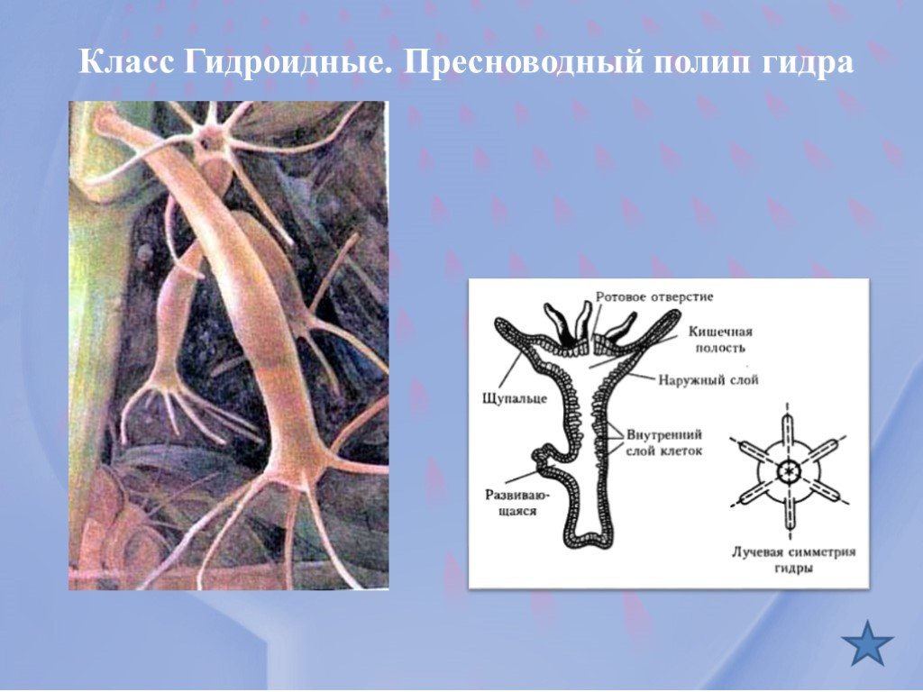 Http mega sb ссылка